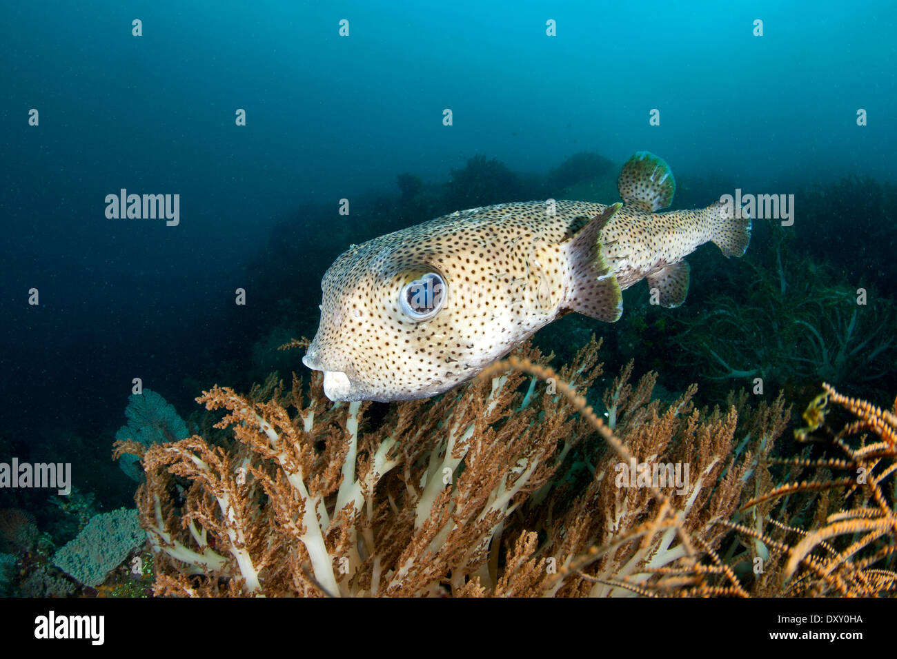 Spotted Porcupinefish, Diodon hystrix, Raja Ampat, West Papua, Indonesia Stock Photo