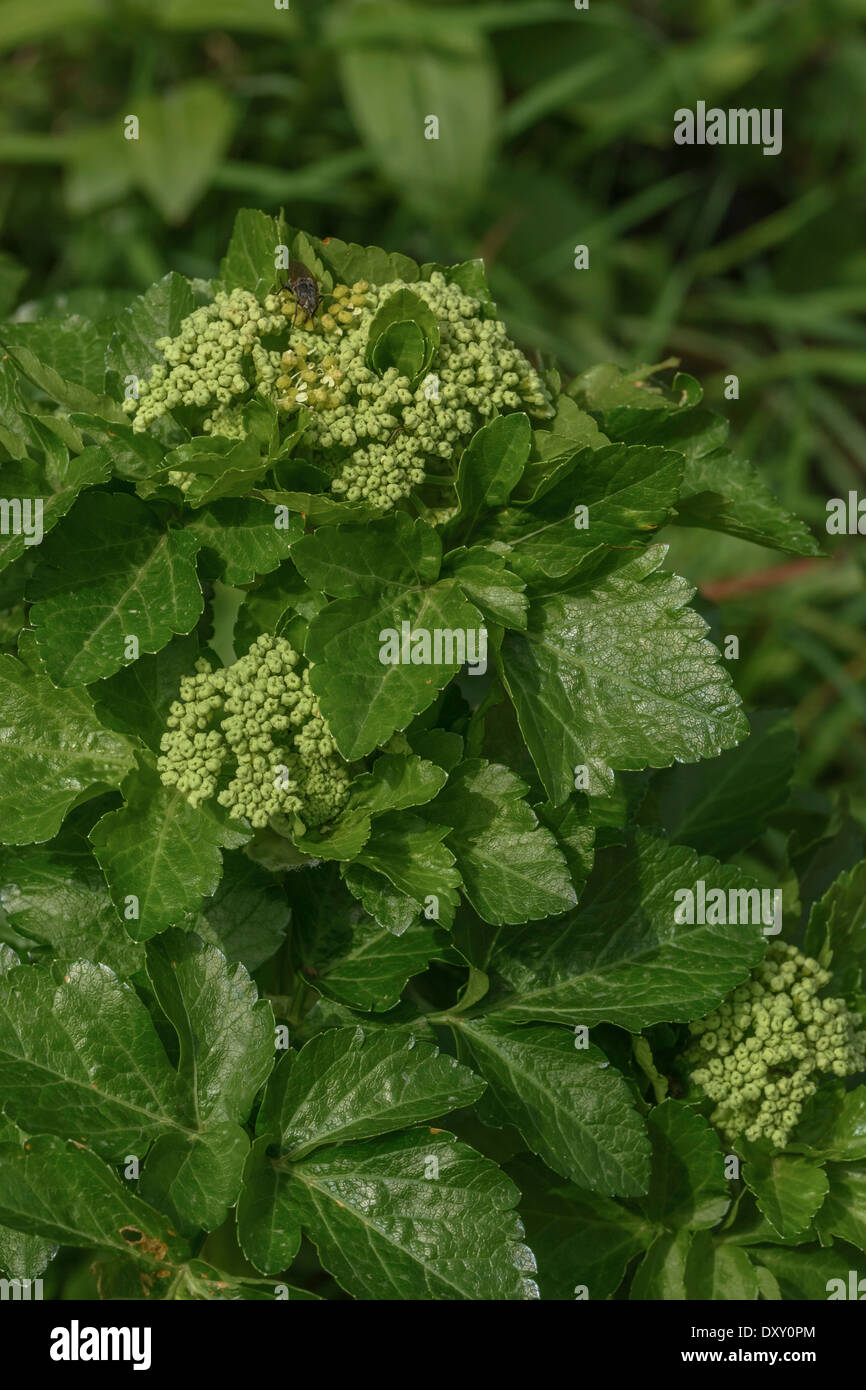 Detail of the top part of an Alexanders / Smyrnium olusatrum specimen. Edible wild plant. Foraging and dining on the wild concept. Cow parsley family. Stock Photo