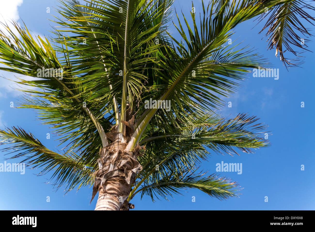 Palm Against Blue Sky with Clouds Stock Photo