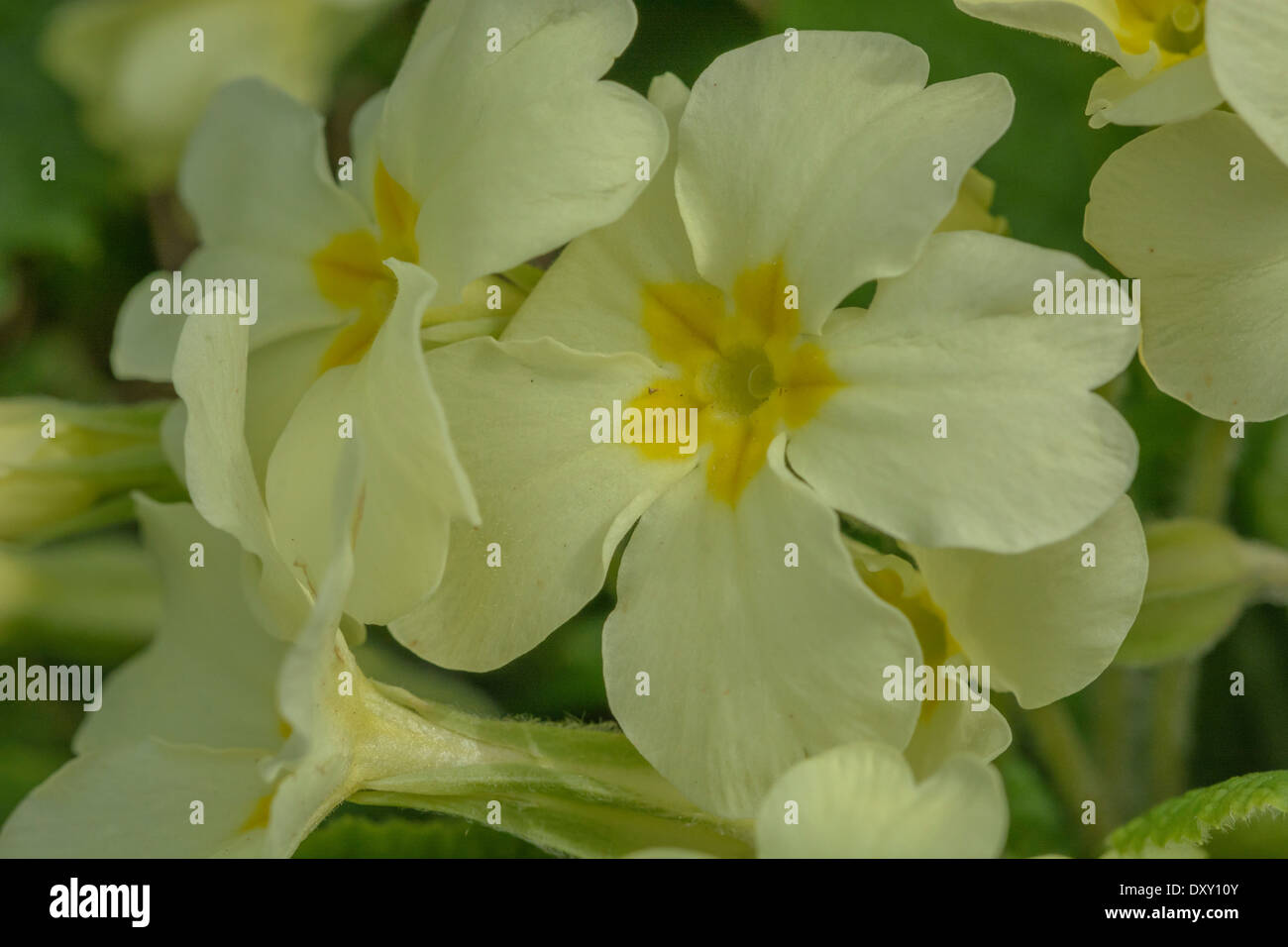 Close-up image of the sulphur yellow flowers of the early springtime flower 'primrose' / Primula vulgaris. Wild primroses, primroses in the wild. Stock Photo