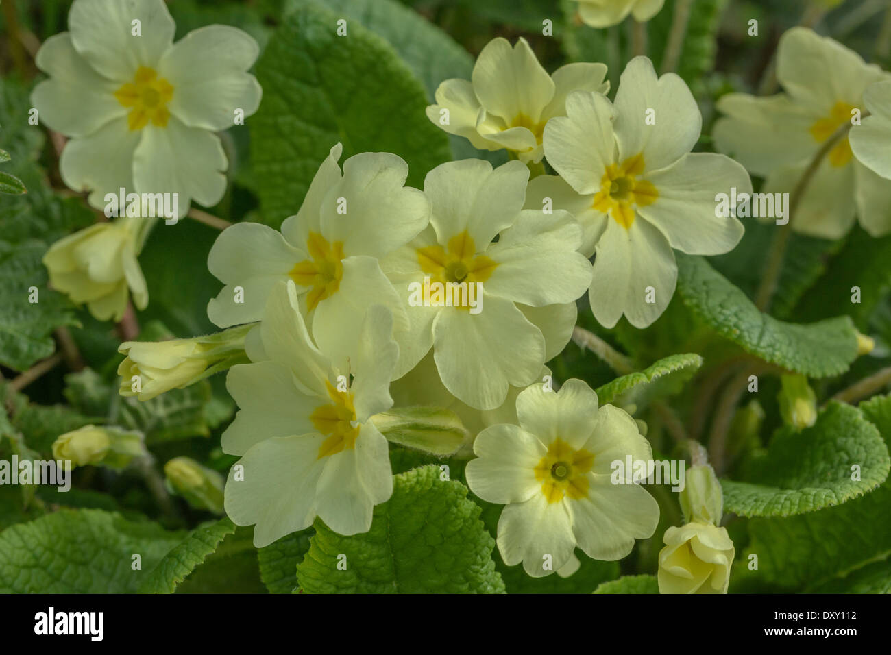 Close-up image of sulphur yellow flowers of the early springtime flower 'primrose' / Primula vulgaris. Wild primroses, primroses in the wild. Stock Photo