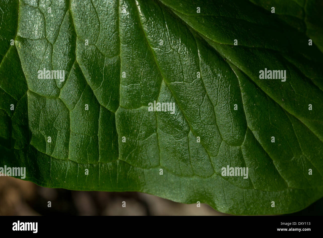 Leaf detail of Arum maculatum / Cuckoopint / LordsandLadies a