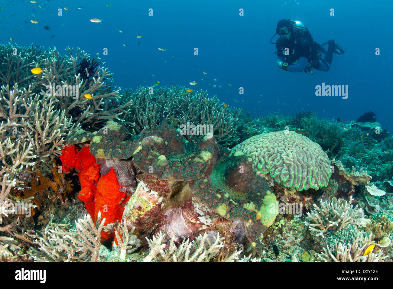 Giant Clam and Scuba Diver, Tridacna gigas, Raja Ampat, West Papua, Indonesia Stock Photo