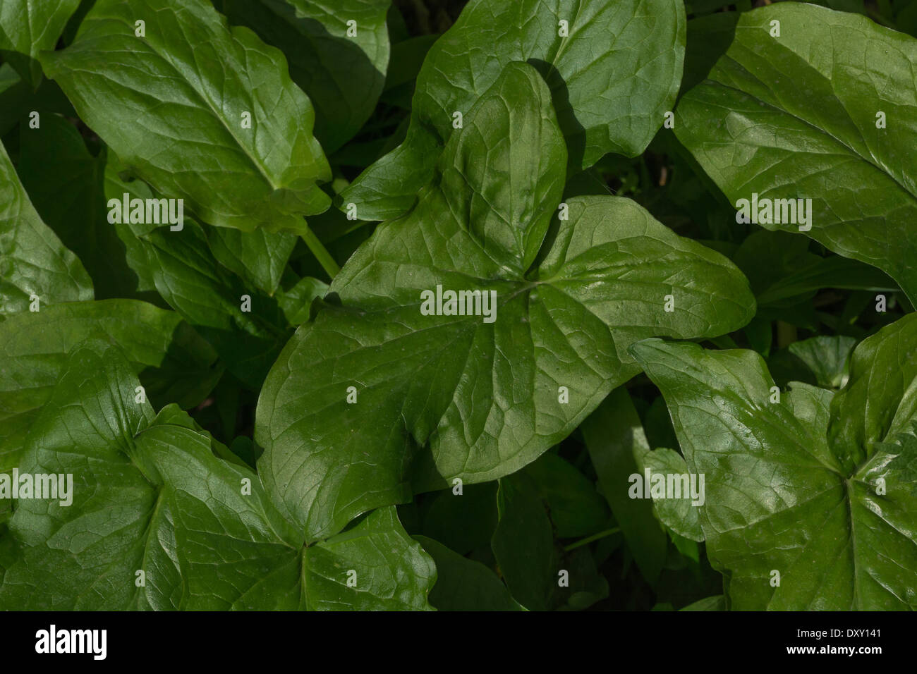 Leaf of Arum maculatum / Cuckoopint / LordsandLadies a toxic plant