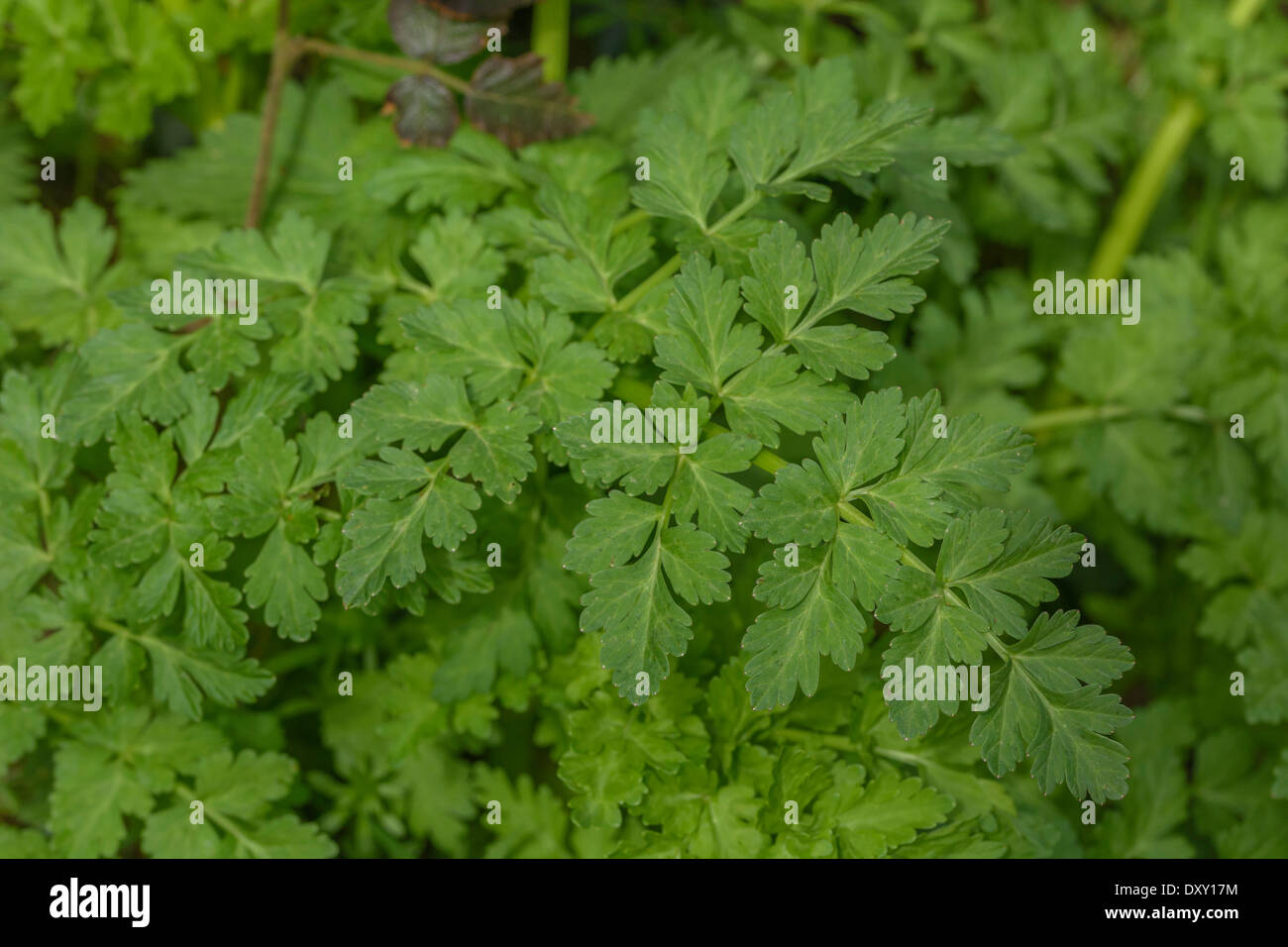 Hemlock Water Dropwort / Oenanthe crocata close detail of leaflets. One of the UK's most poisonous plants. Stock Photo