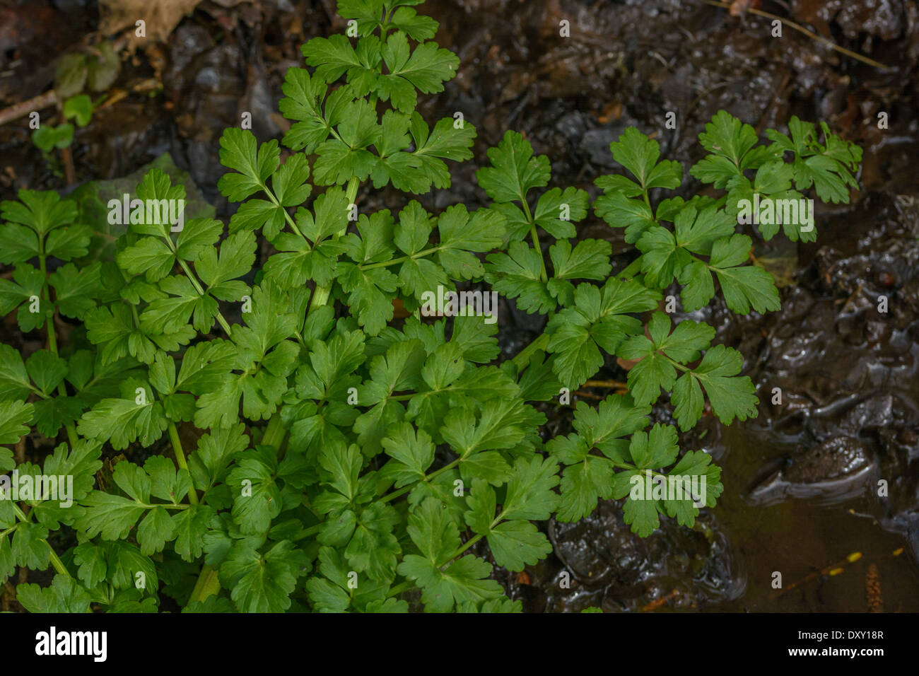 Hemlock Water Dropwort / Oenanthe crocata. Detail of leaflets. One of UK's most poisonous plants. Stock Photo