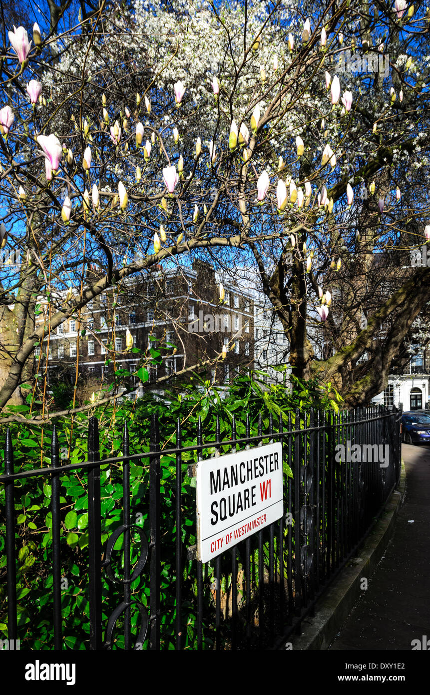 Magnolia blossom, Manchester Square, London Stock Photo