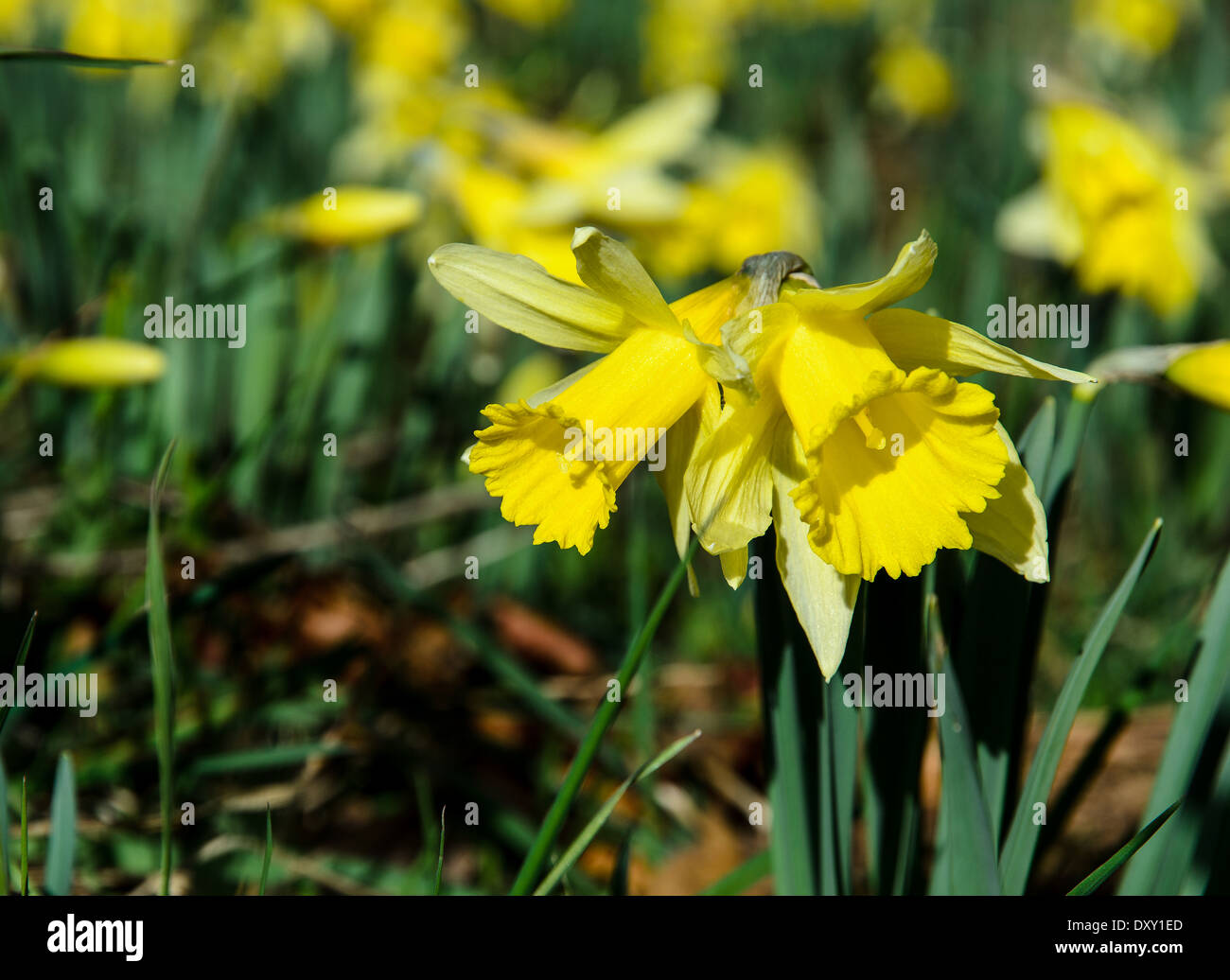 Close up of Wild Daffodils in Dunsford Wood on Dartmoor Stock Photo Alamy
