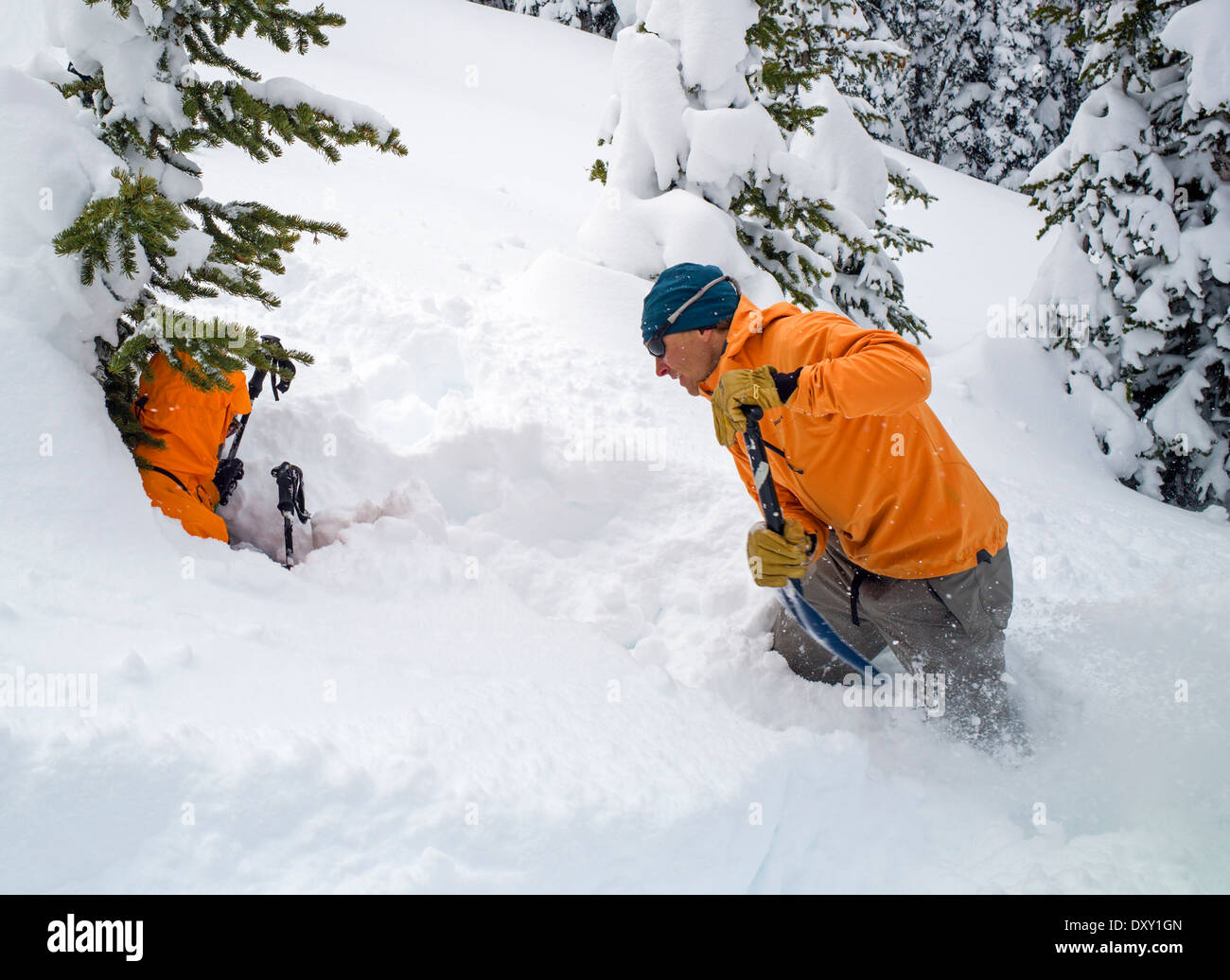 Professional back country ski mountain guides demonstrating a rescue technique for skier trapped in snow tree well Stock Photo