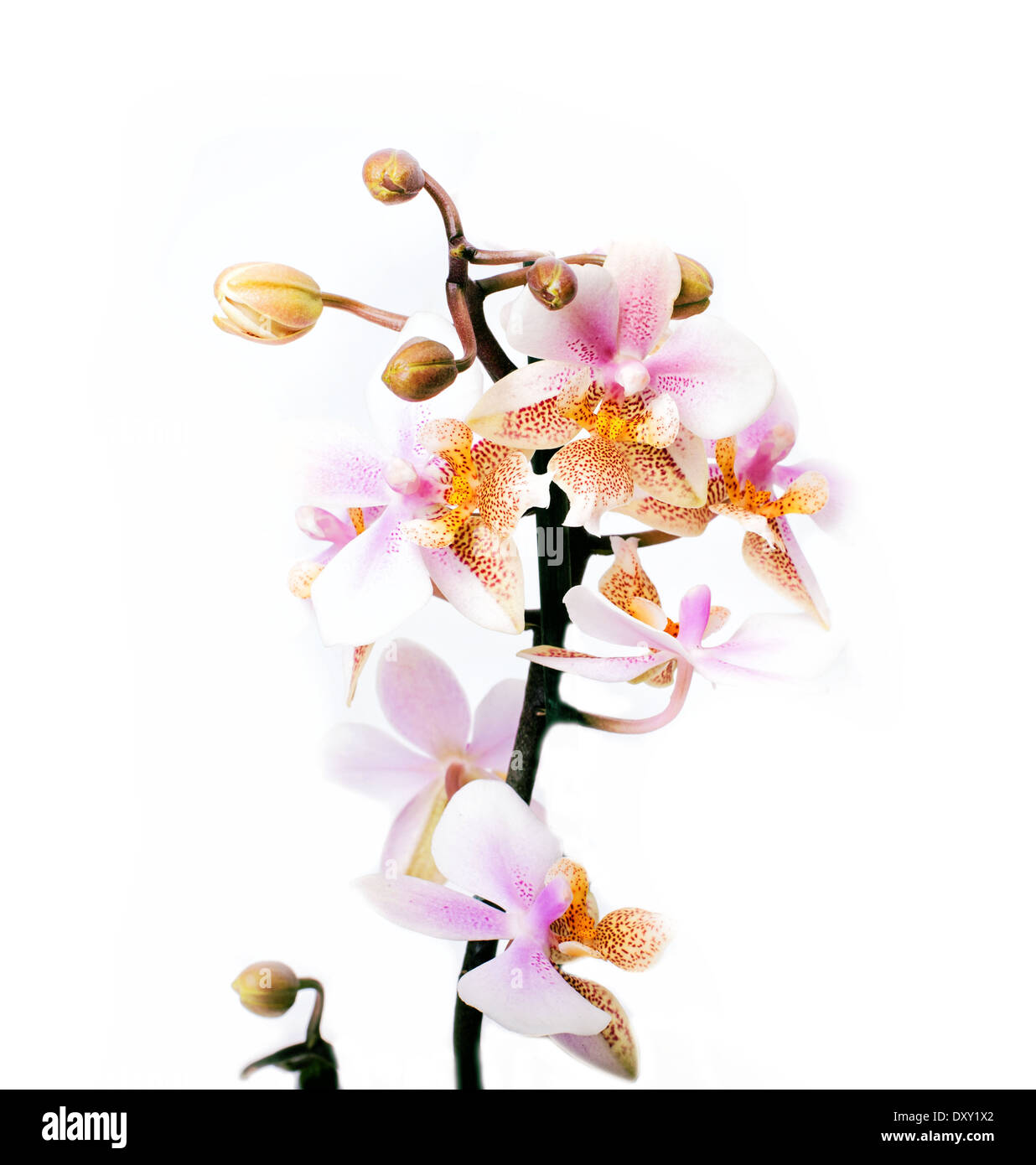 Pink Orchid on white background Stock Photo - Alamy