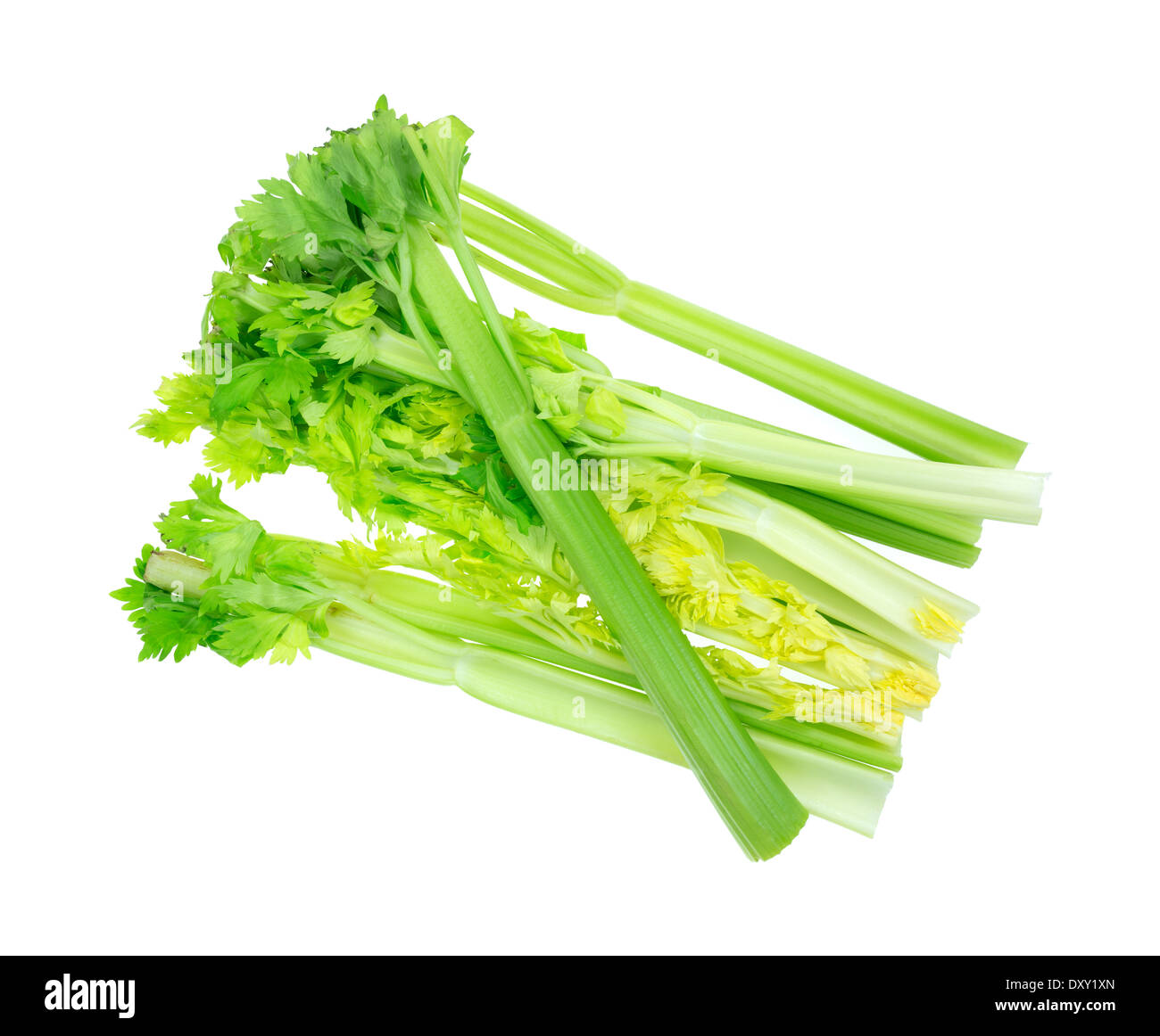 Several fresh celery stalks with leaves on a white background. Stock Photo