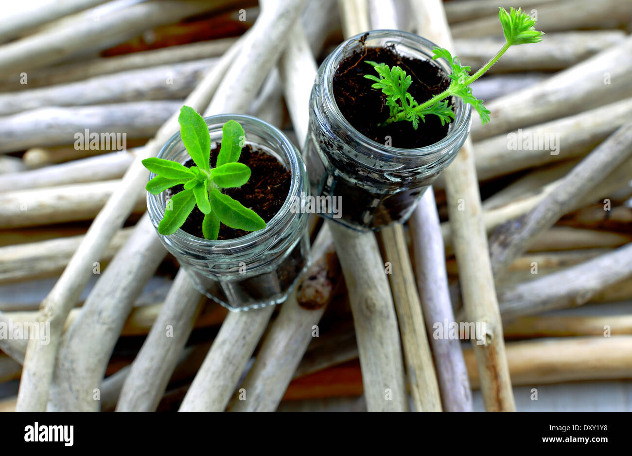 Sticks and herbage Stock Photo