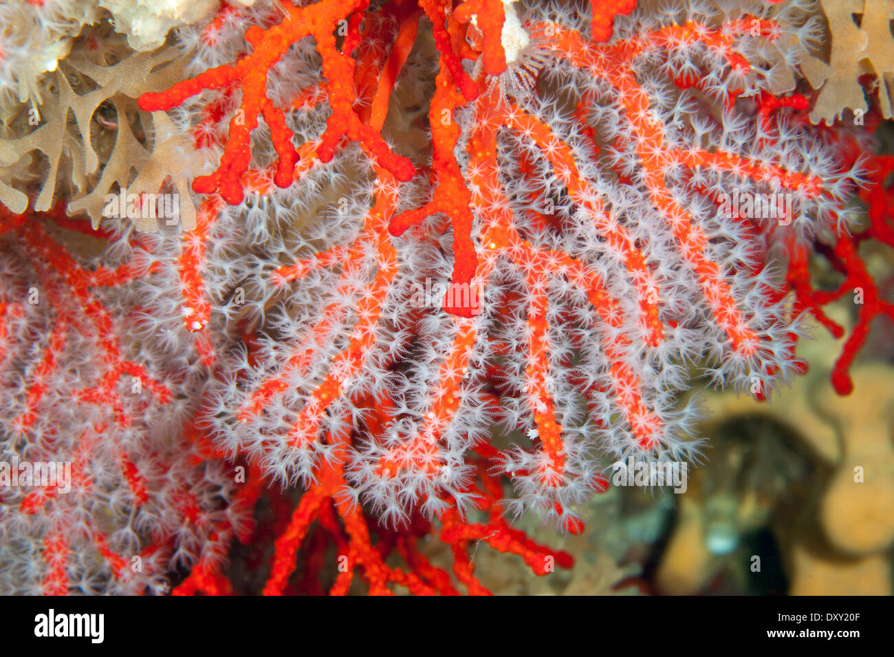 Red Coral, Corallium rubrum, Sardinia, Italy Stock Photo