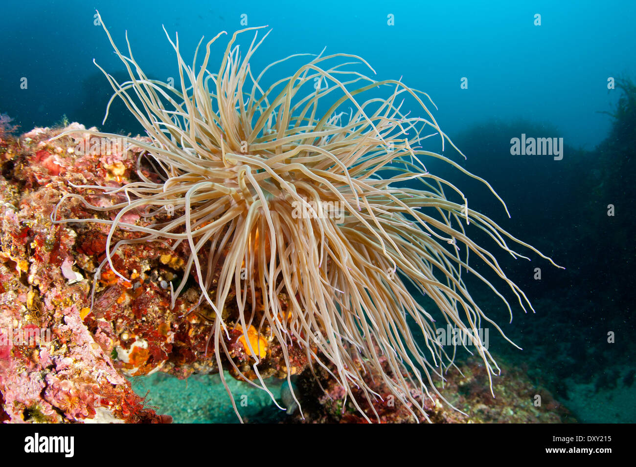Snakelocks Sea Anemone, Anemonia sulcata, Sardinia, Italy Stock Photo