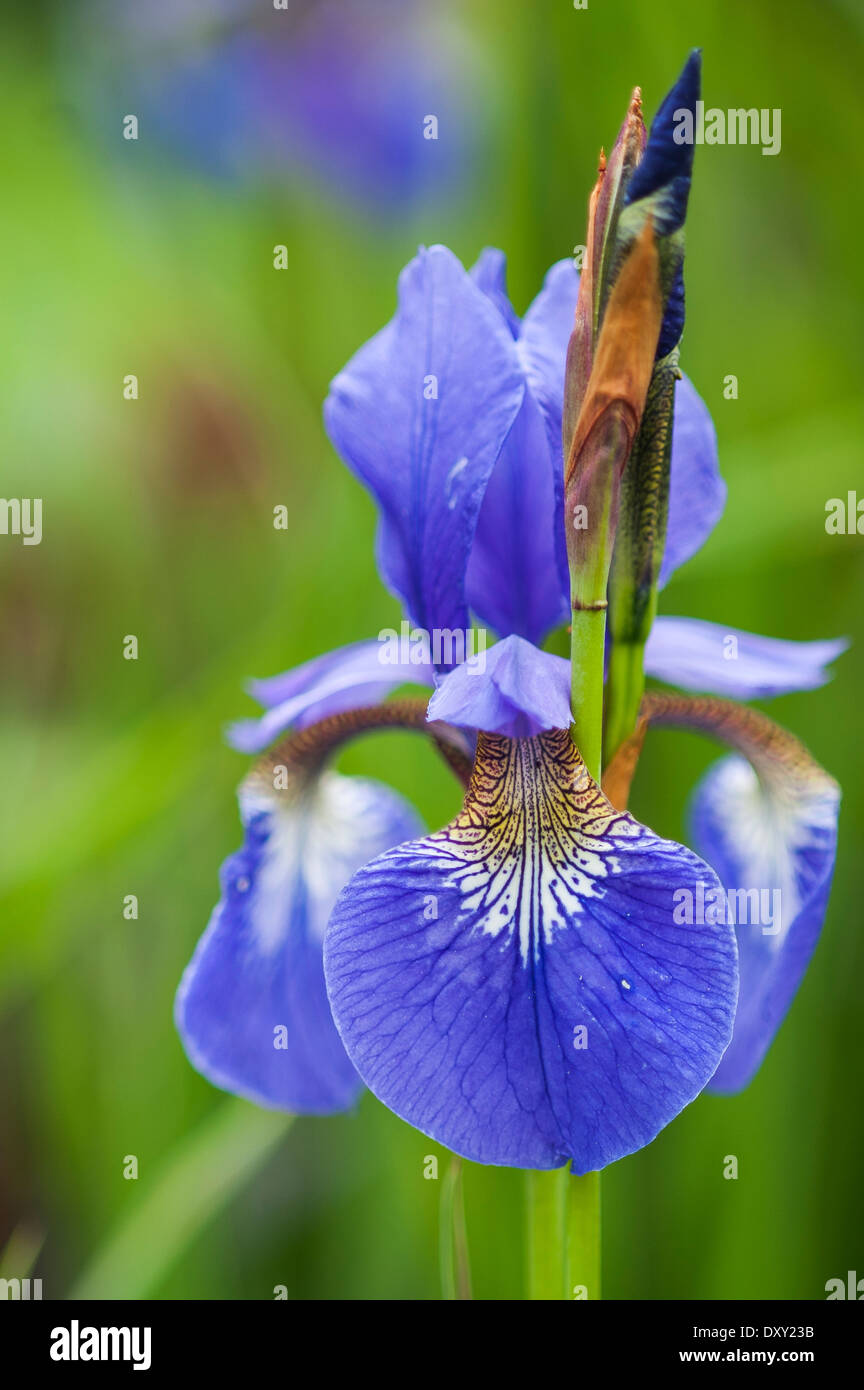 Iris germanica , deutsche Schwertlilie,Blume,Flower, Stock Photo