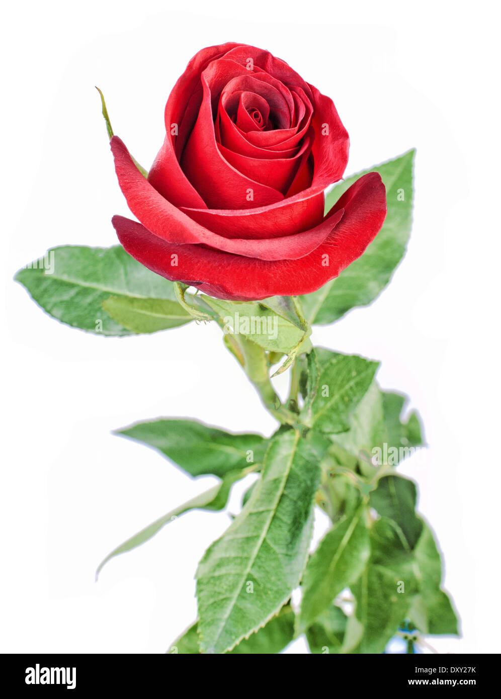 Single beautiful red rose isolated on white background Stock Photo - Alamy