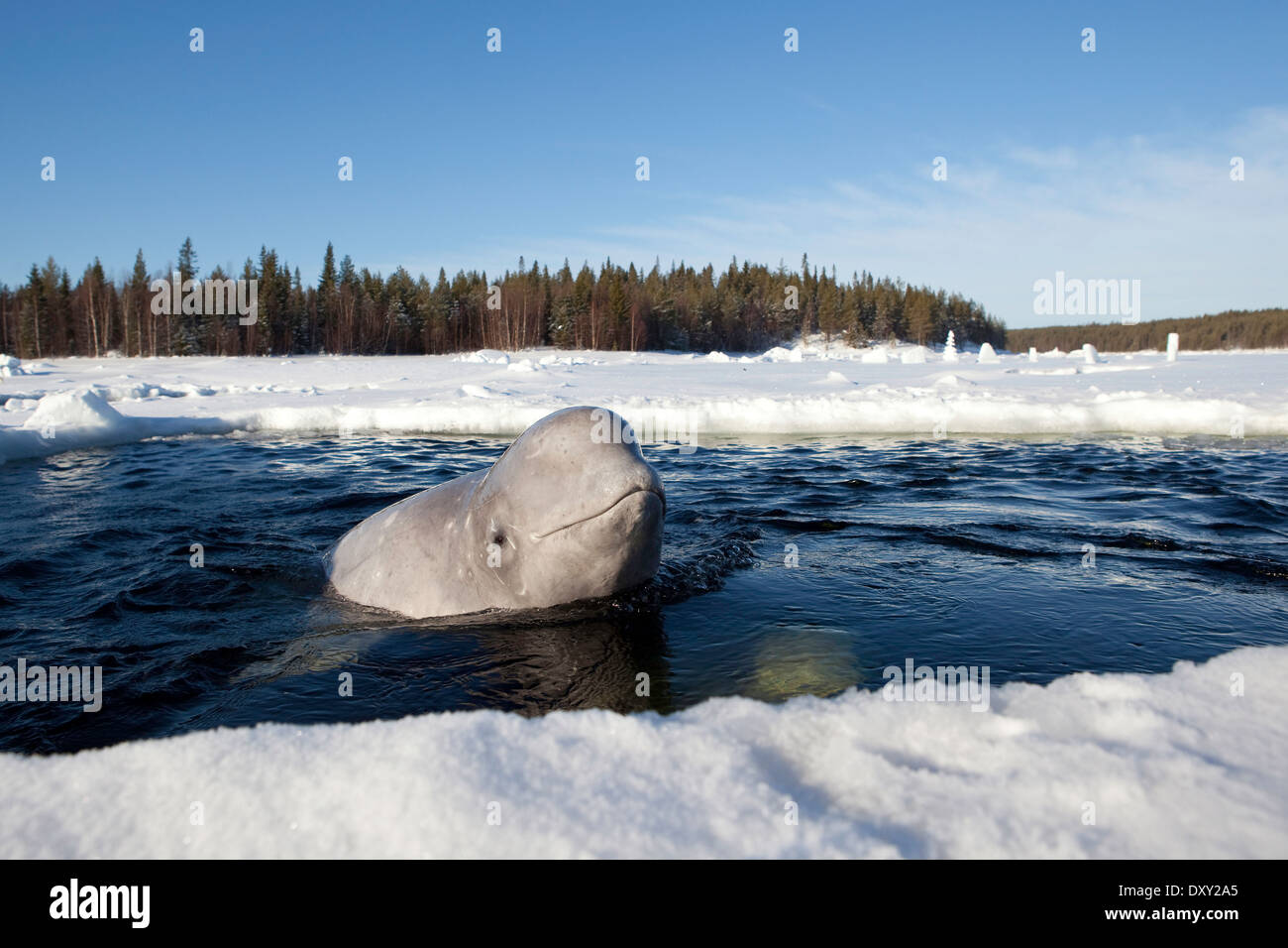 Beluga Whale, Delphinapterus leucas, White Sea, Karelia, Russia Stock ...