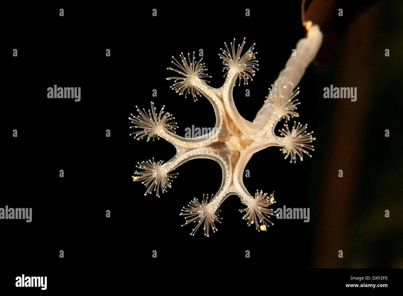 Stalked Jellyfish on Kelp, Lucernaria quadricornis, White Sea, Karelia, Russia Stock Photo