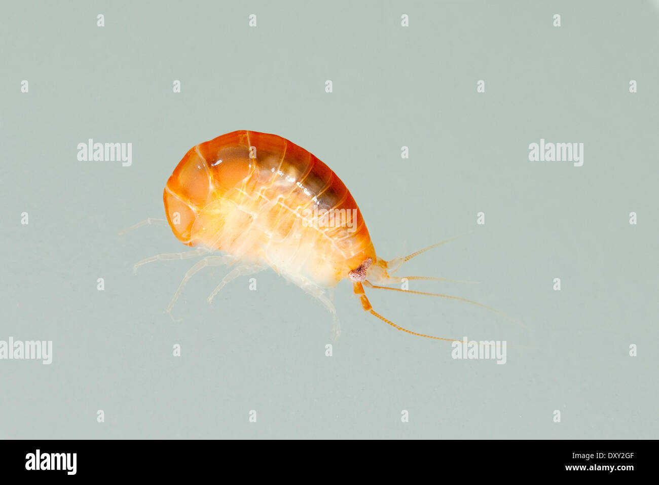 Amphipod, Anonyx nugax, White Sea, Karelia, Russia Stock Photo