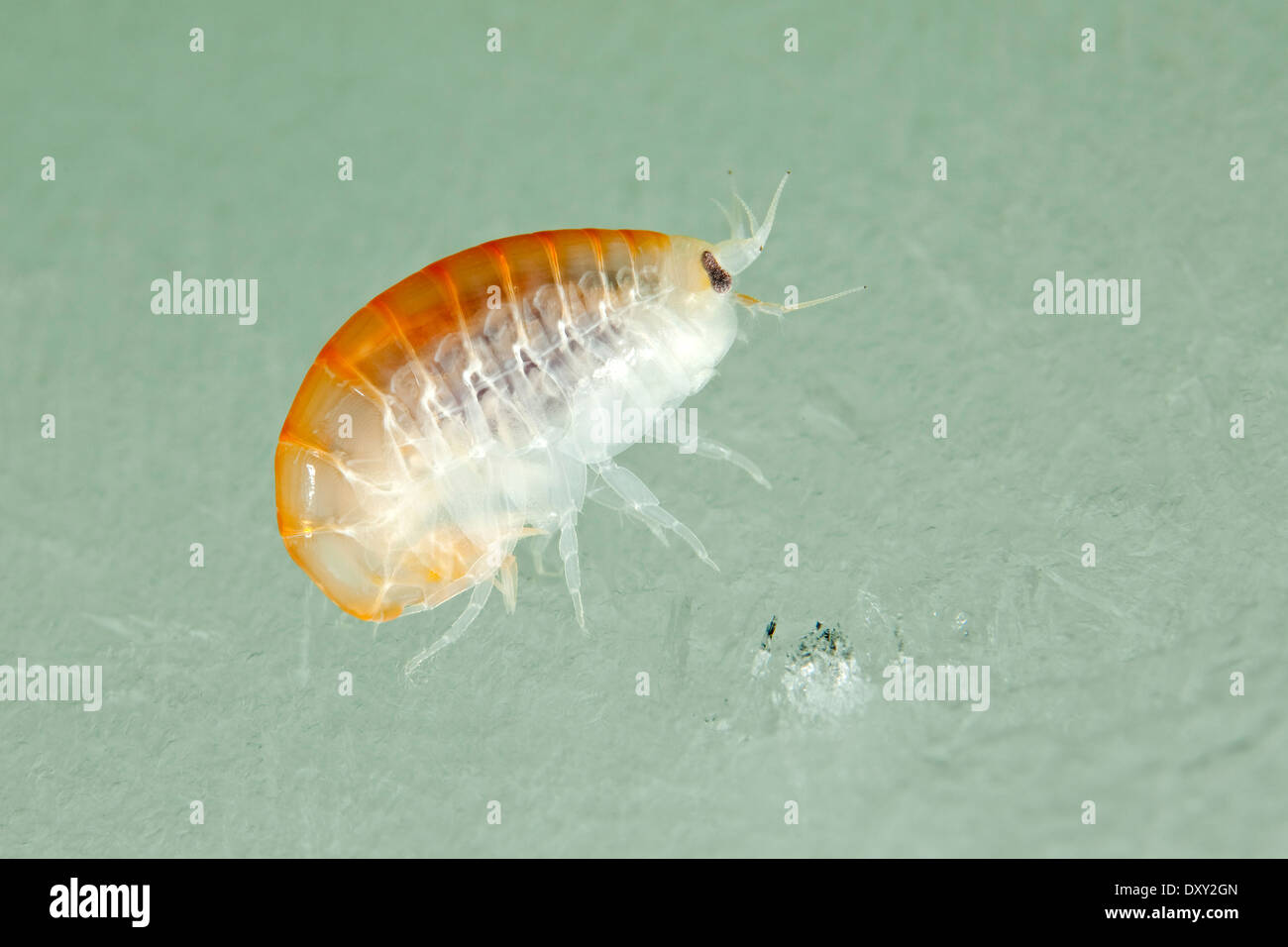 Amphipod, Anonyx nugax, White Sea, Karelia, Russia Stock Photo