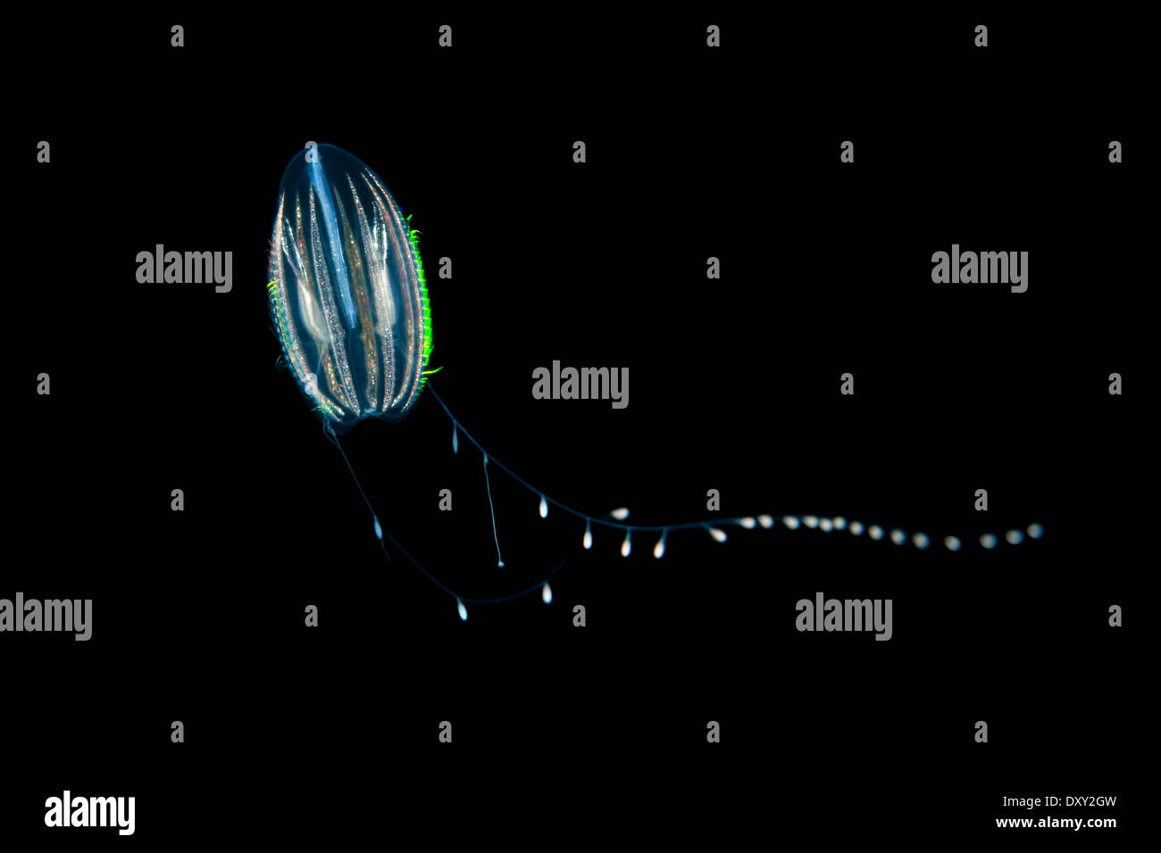 Bioluminescent Comb Jellyfish, Dryodora glandiformis, White Sea