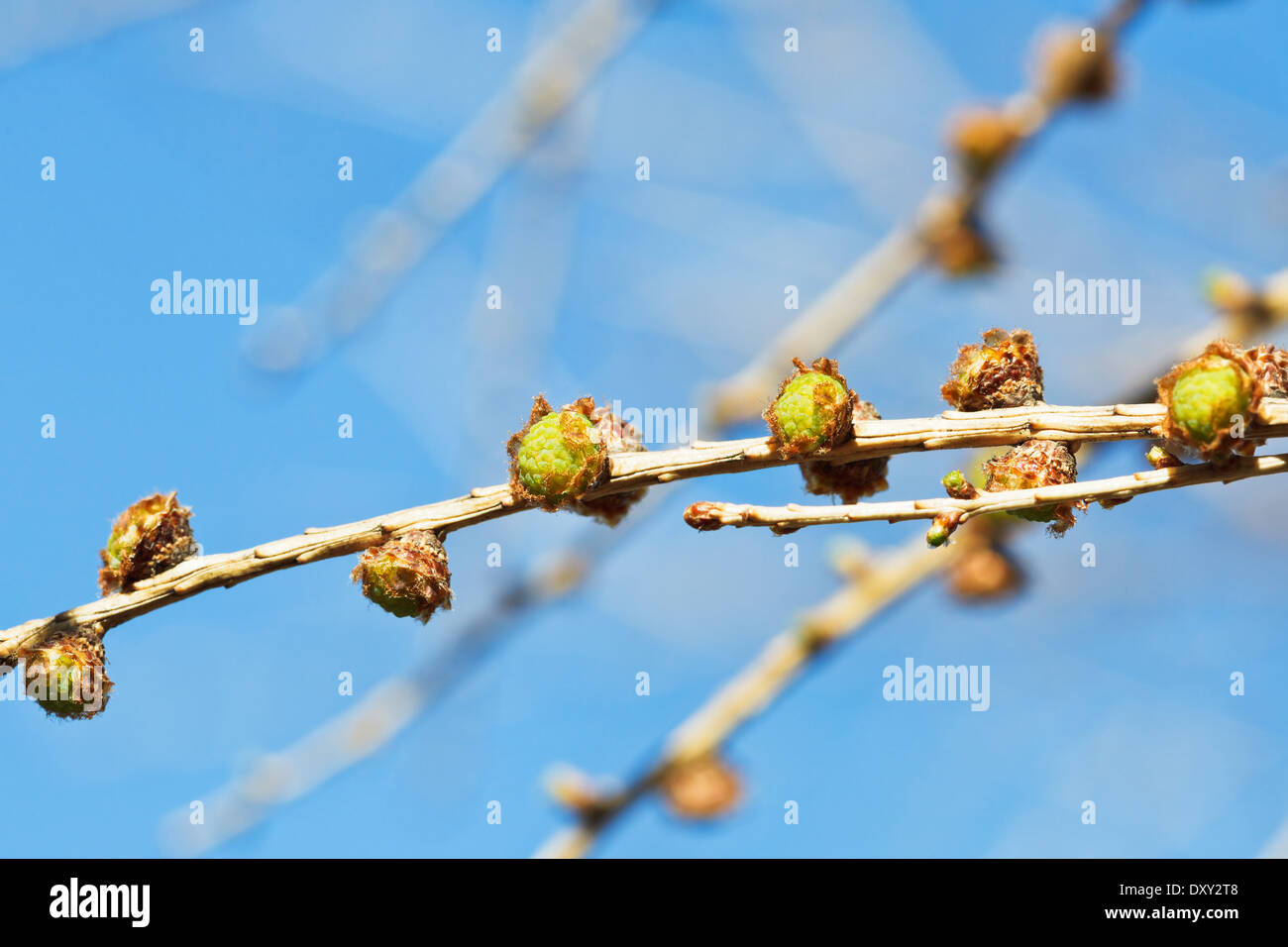 young cones on larch tree twig with blue spring sky background Stock Photo