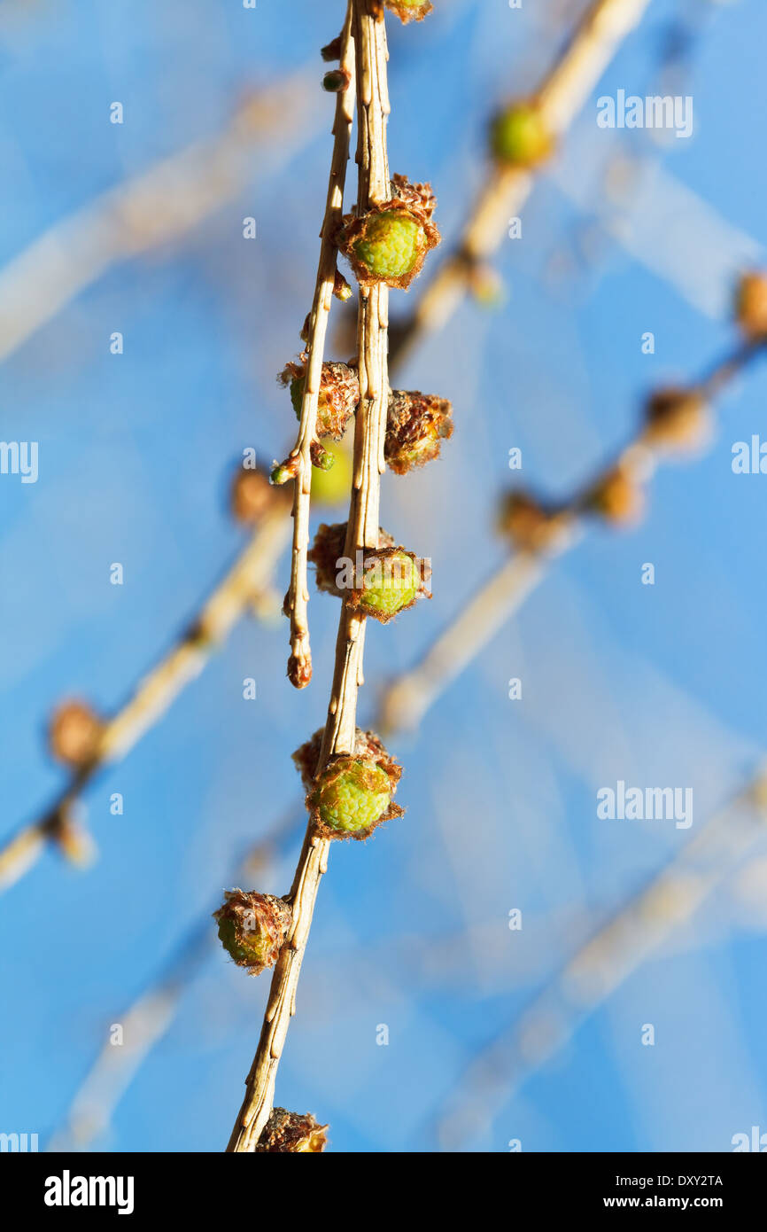 young cones on larch tree branch close up in spring forest Stock Photo