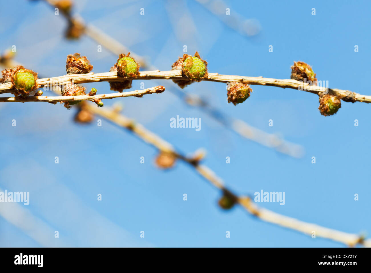 green buds on larch tree twig close up with blue spring sky background Stock Photo