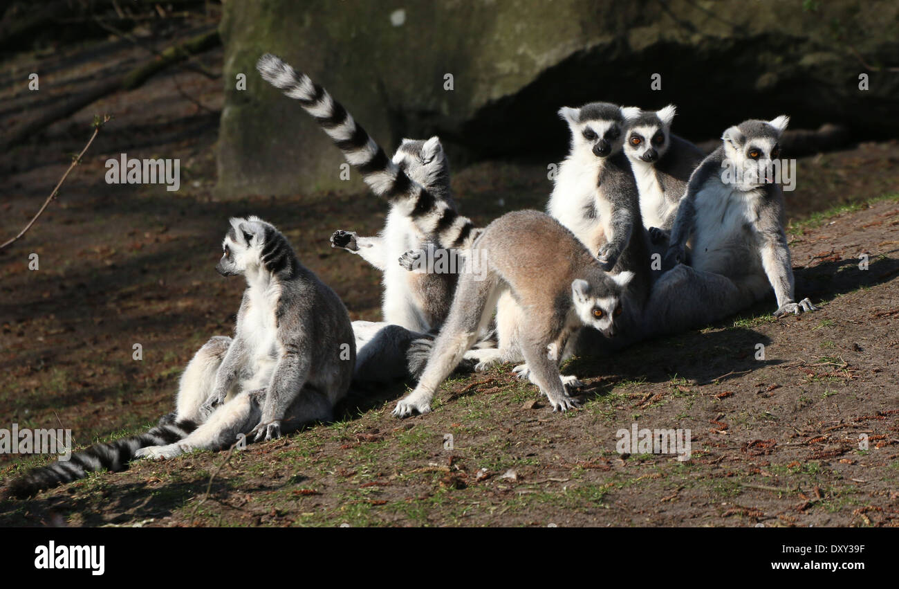 Group of sun bathing Ring-tailed lemurs (Lemur catta) Stock Photo