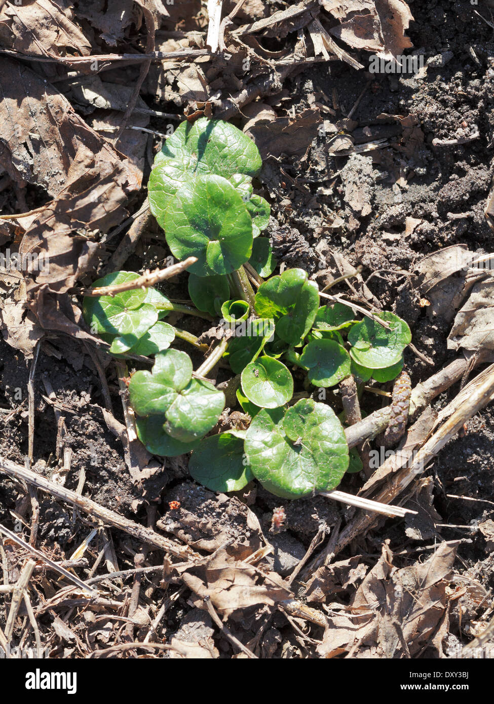 First plant on earth hi-res stock photography and images - Alamy
