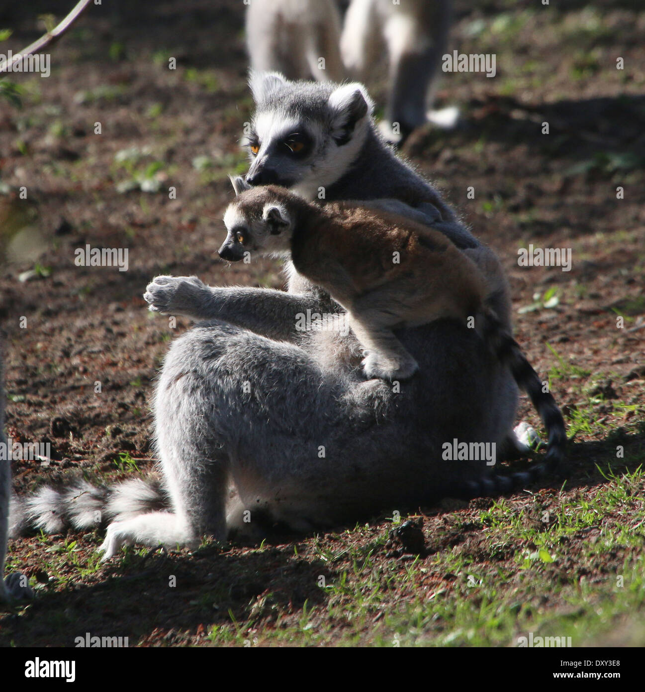 Ringtailed lemur  or Maki Catta (Lemur catta), mother with intrepid juvenile Stock Photo