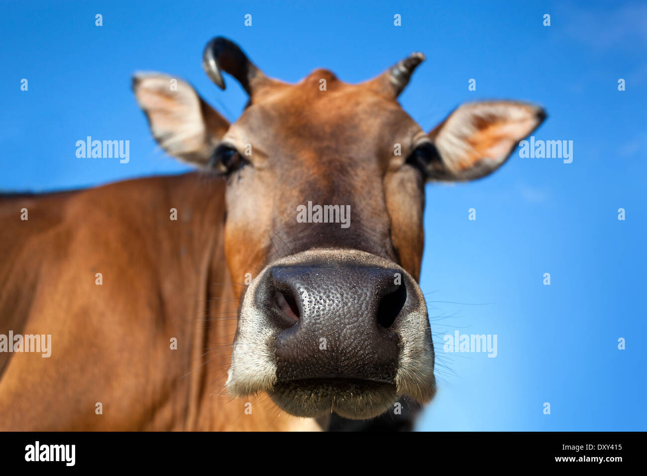 Head of cow closeup on bluesky background Stock Photo