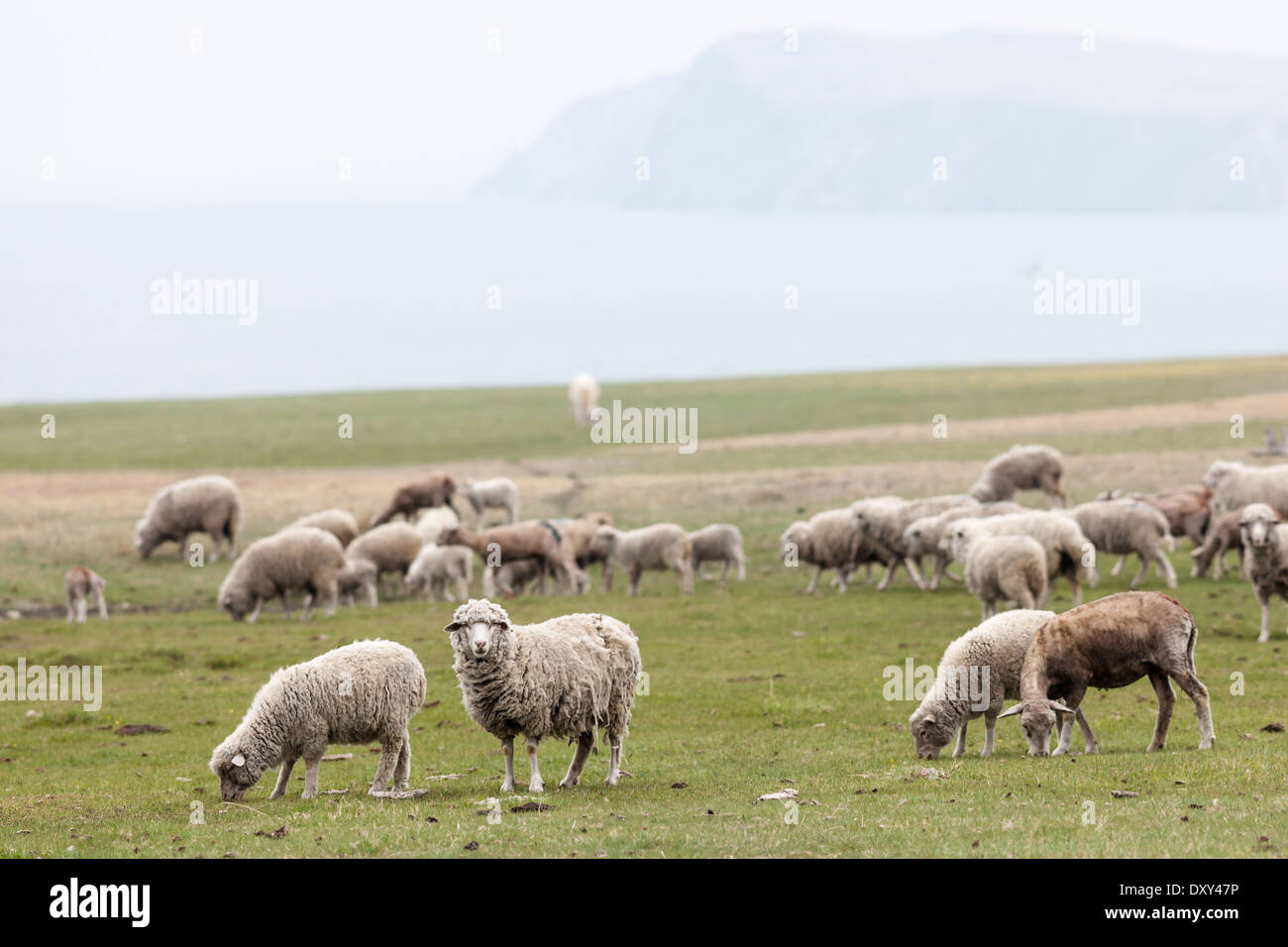 Flock of sheep on the grassland on Olkhon Island, Lake Baikal, Siberia, Russia Stock Photo