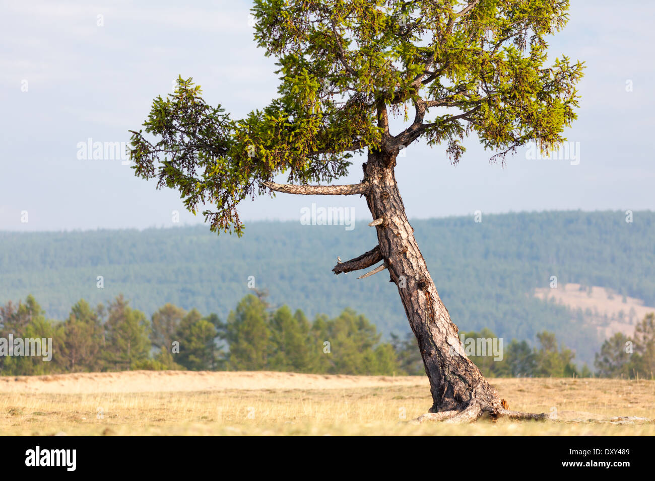 Lone slanted tree in the landscape of Olkhon Island, Lake Baikal, Russia Stock Photo