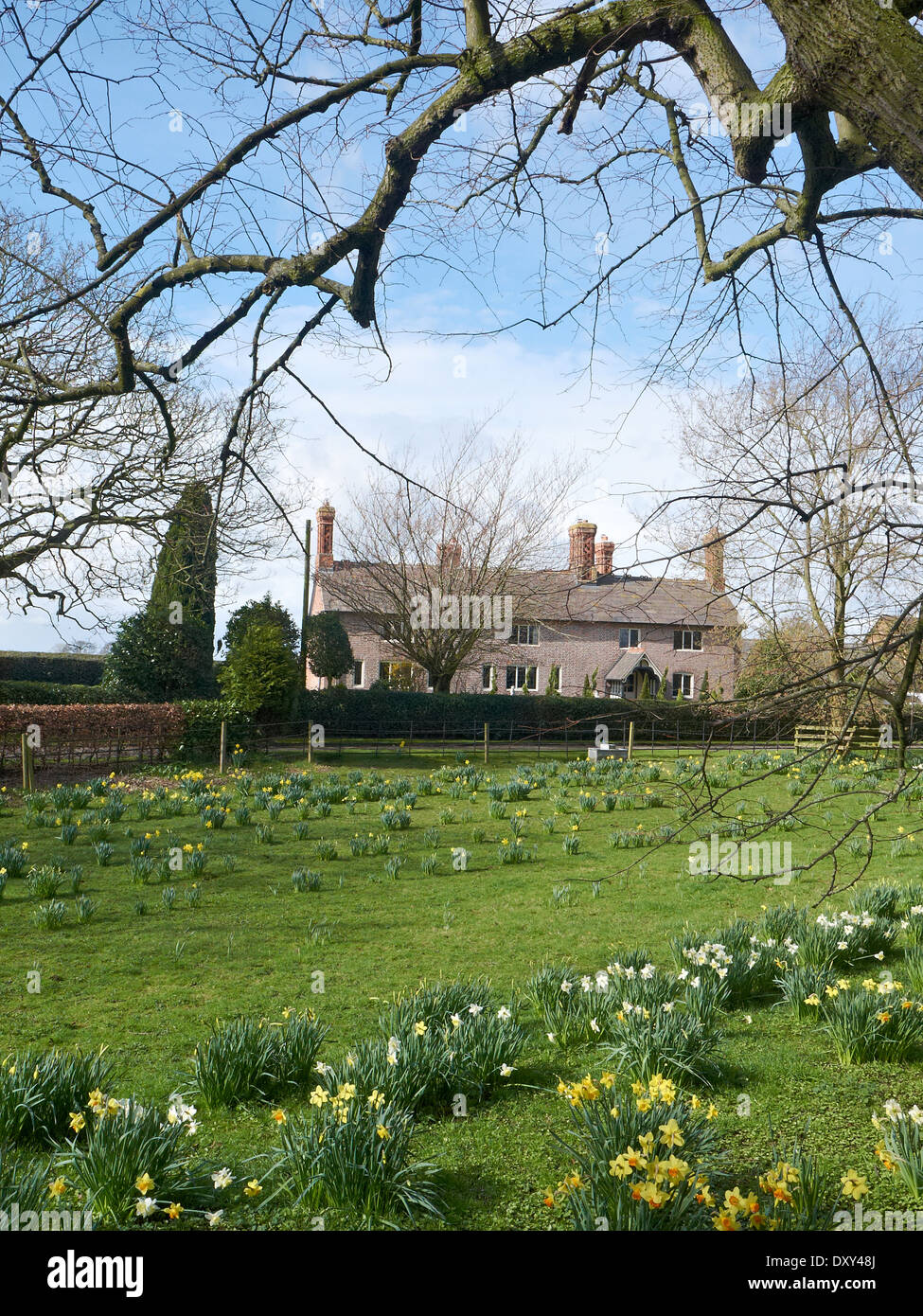 Daffodil field with farm in Cheshire UK Stock Photo Alamy