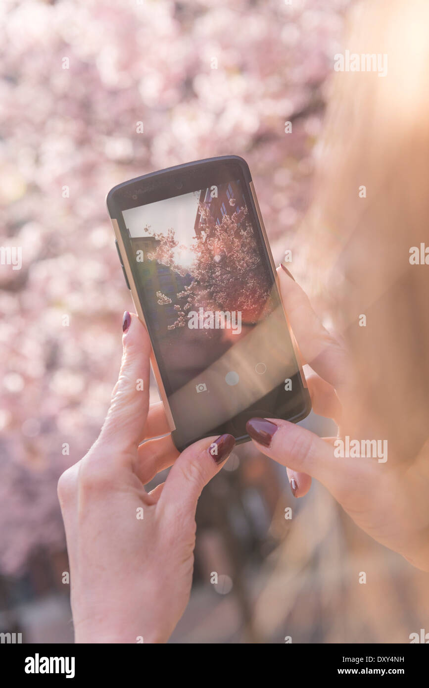 Woman taking a photo on her mobile phone of Cherry Blossom Stock Photo
