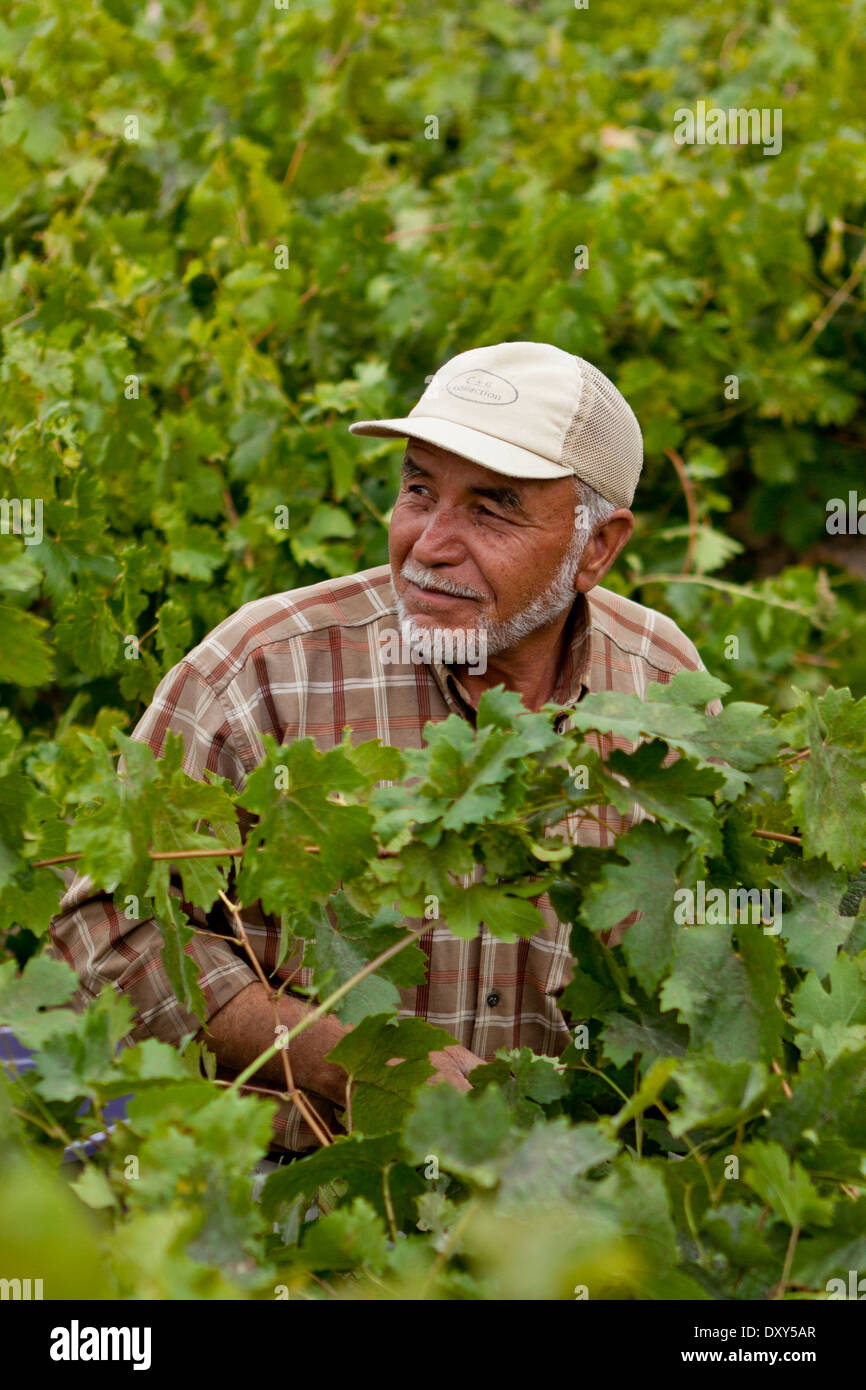 A local farmer in the Cappadocia, Turkey Stock Photo Alamy
