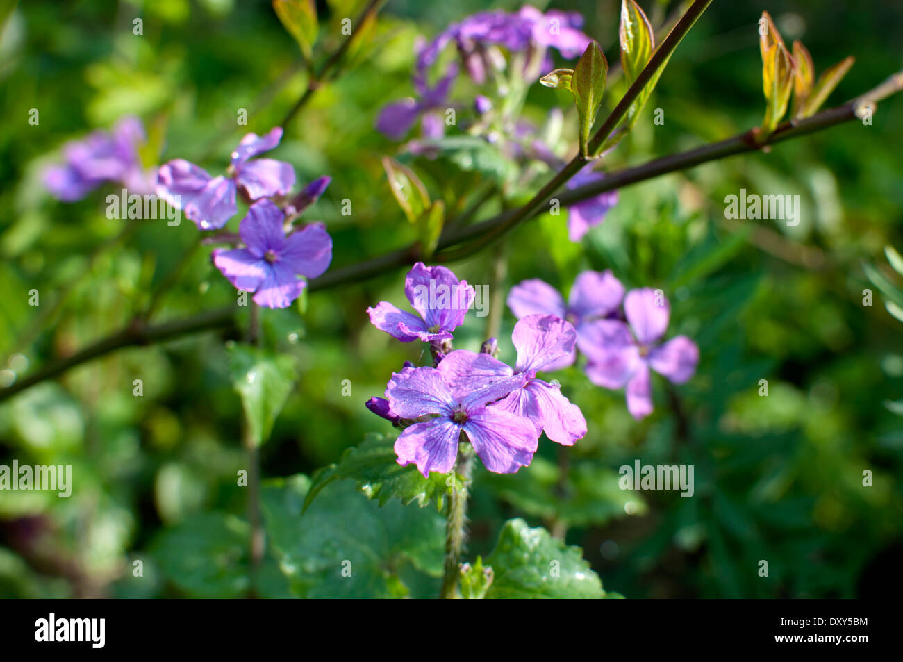 Honesty flowers (Lunaris annua) Stock Photo