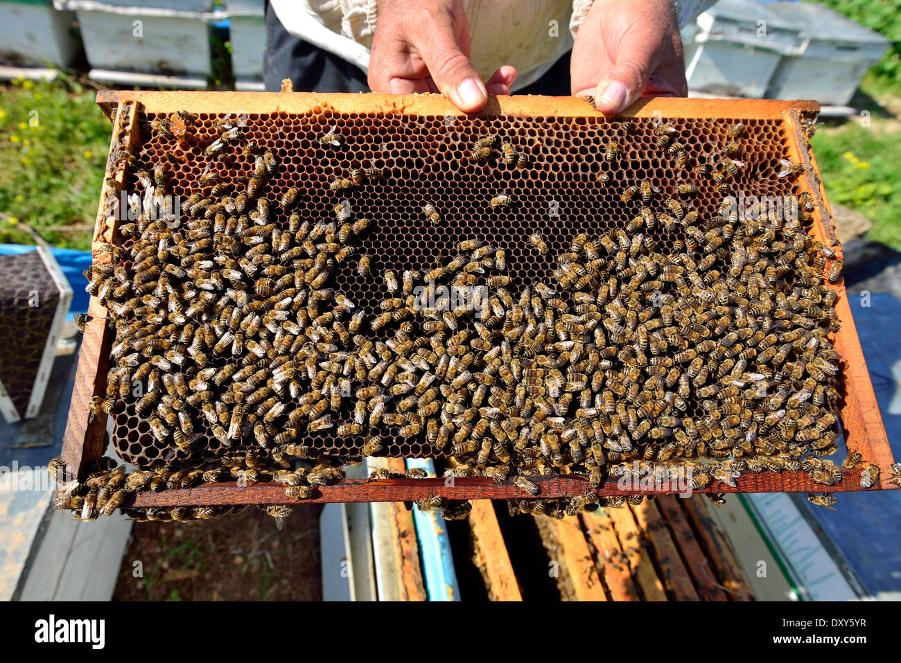 Close up view of working bee on honeycells Stock Photo