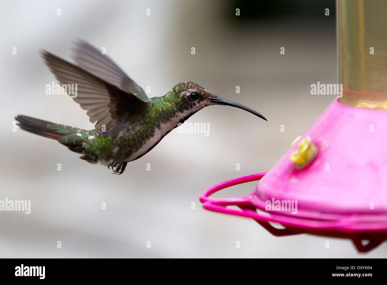 A female Black-throated Mango hummingbird hovering in front of a feeder, Bogota, Colombia. Stock Photo