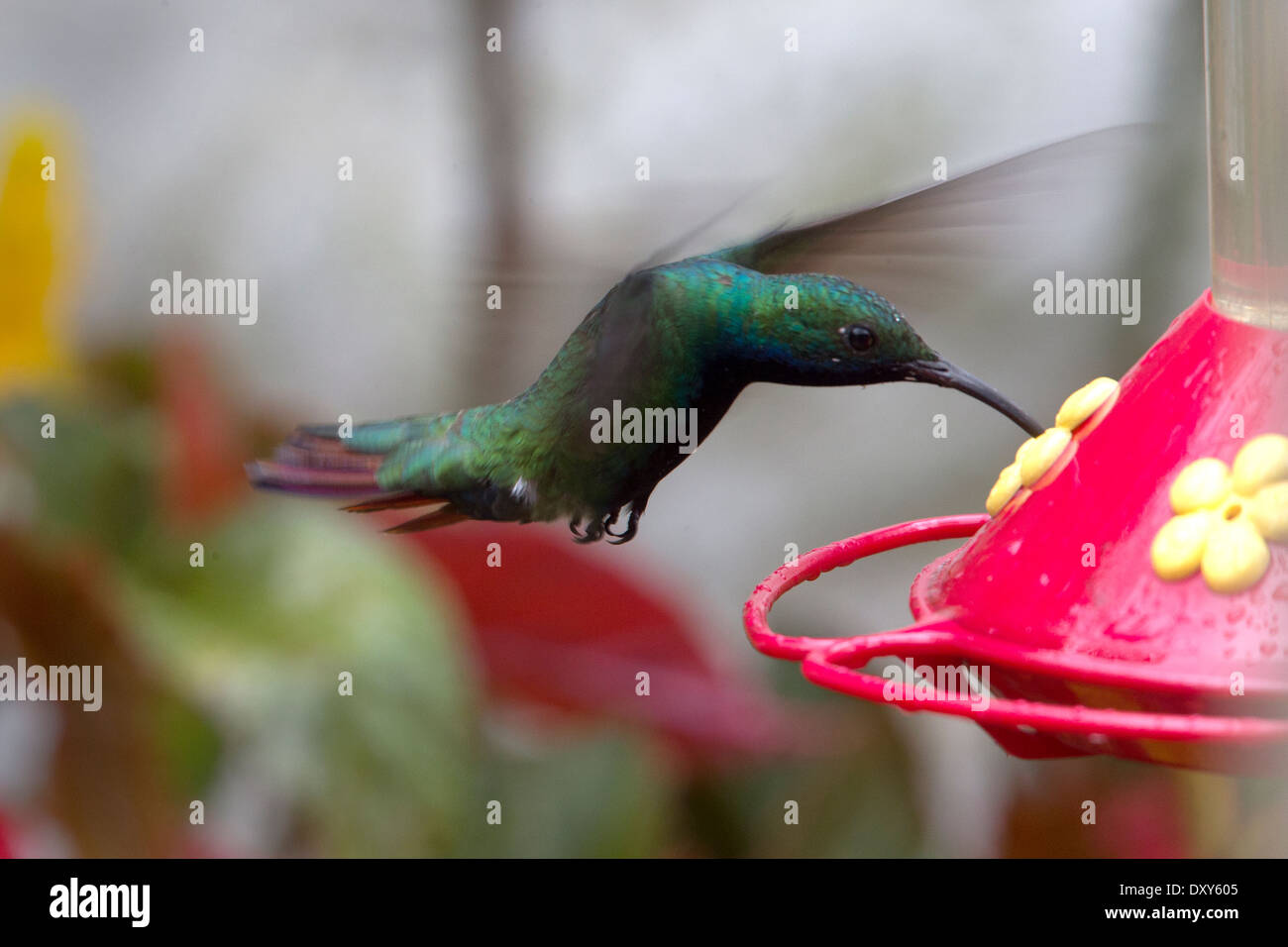 A male Black-throated Mango hummingbird hovering at a feeder, Bogota, Colombia. Stock Photo