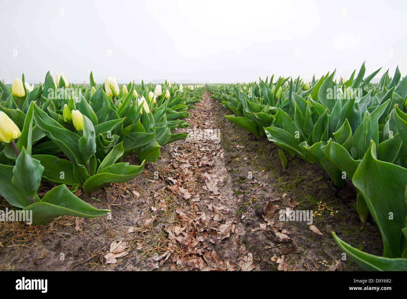 Tulips in horticulture Stock Photo
