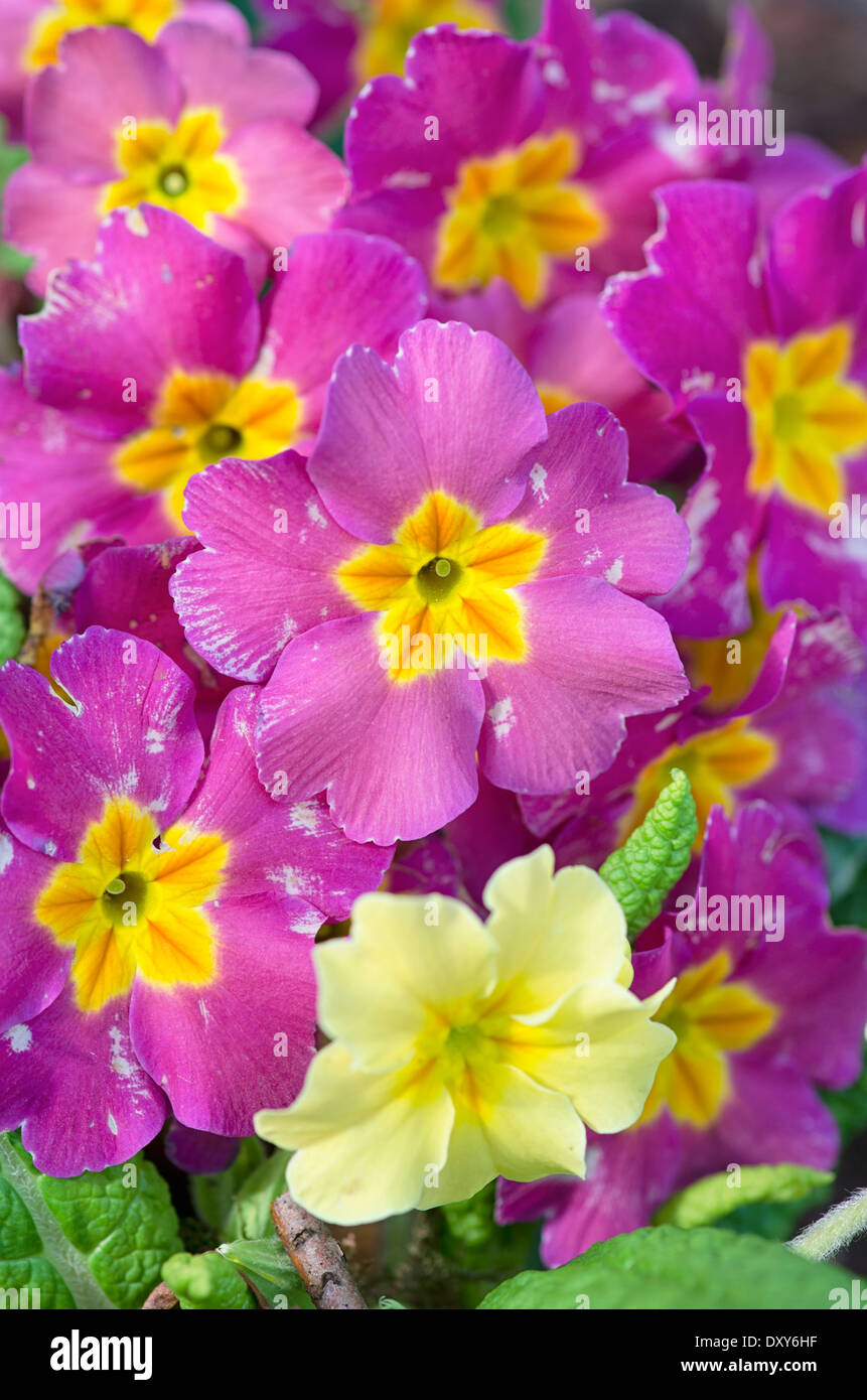 A group of pink & yellow primrose flowers shot at close range in the Cumbrian spring sunshine Stock Photo