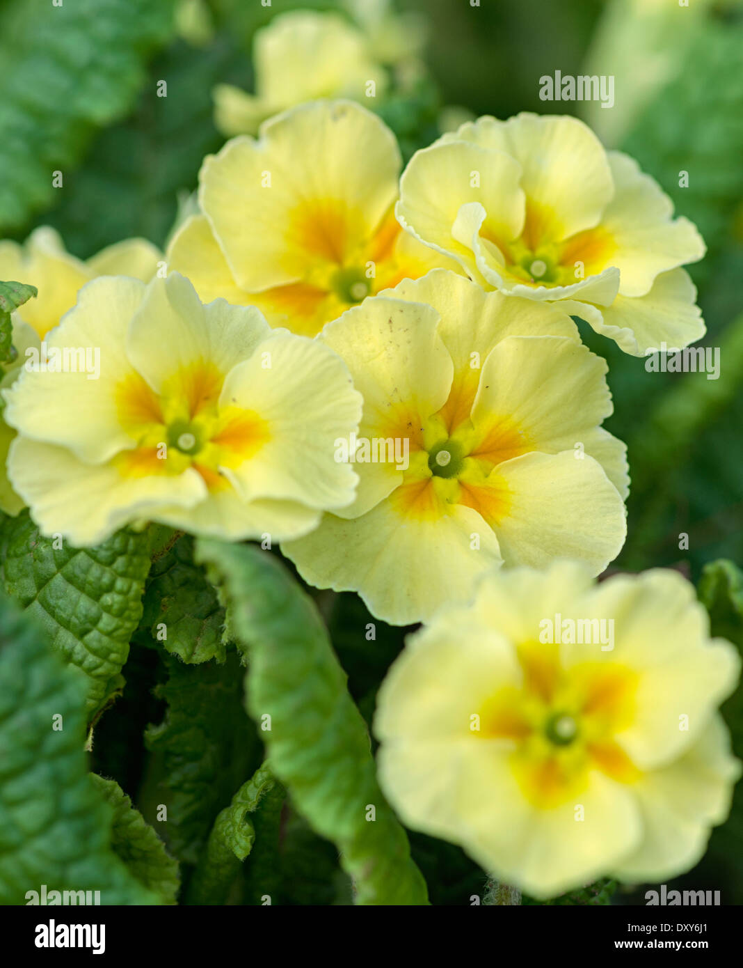 A group of yellow primrose flowers shot at close range in the Cumbrian spring sunshine Stock Photo