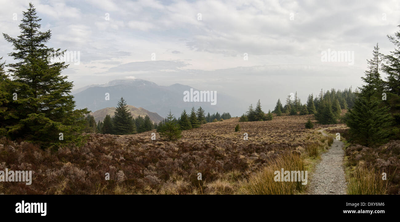 A panorama from a path at the top of Whinlatter forest. Barf and Skiddaw fells can be seen in the distance on the left. Stock Photo