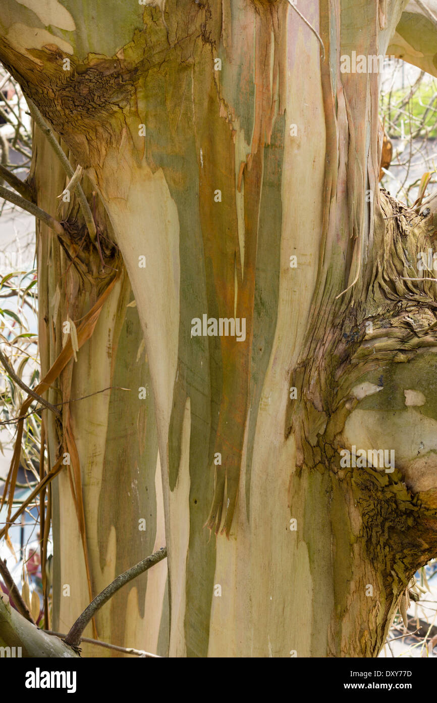 Striped bark of the Australian gumtree, Eucalyptus gunnii Stock Photo