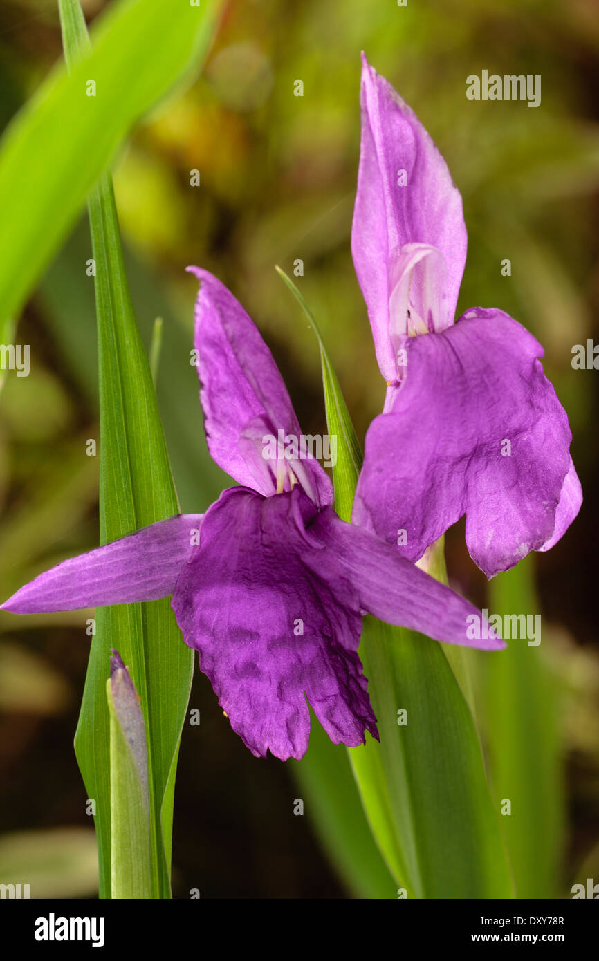Orchid like flowers of the hardy ginger, Roscoea auriculata, in a Plymouth garden Stock Photo