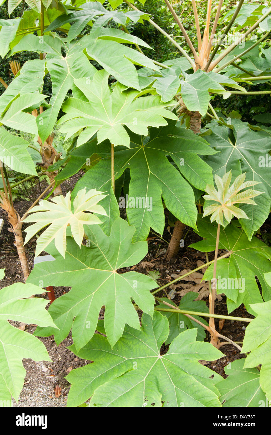 Large leaves of the rice paper plant, Terapanax papyrifer Stock Photo