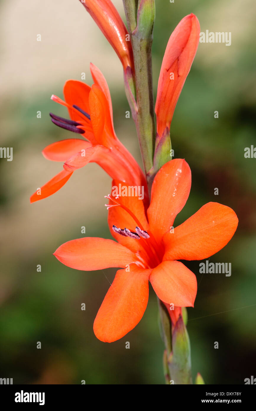 Flowering spike of the half-hardy South African bulb, Watsonia 'Stanford Scarlet' Stock Photo