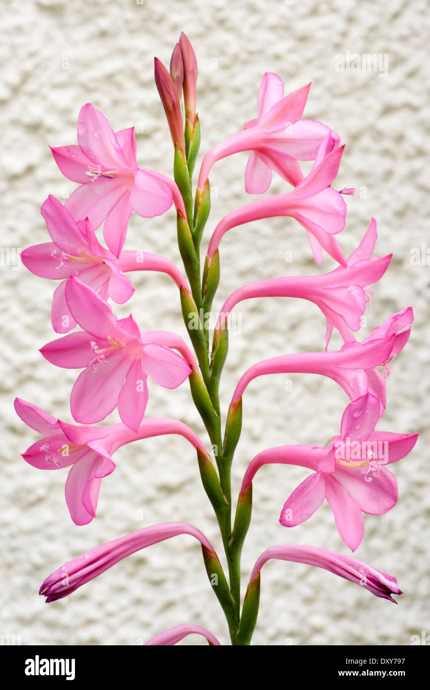 Flowering stem of the half-hardy South African bulb, Watsonia 'Tresco Dwarf Pink' Stock Photo